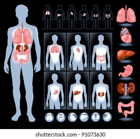 Set of human anatomy parts: liver, heart,  kidney, lung, stomach and esophagus