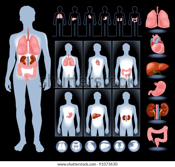 Set of human anatomy parts: liver, heart, 
kidney, lung, stomach and
esophagus