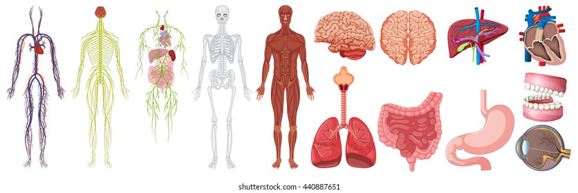 Set of human anatomy and systems illustration