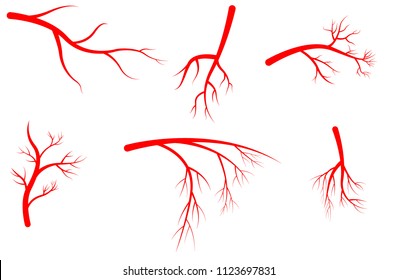 set of human arteries. red branches