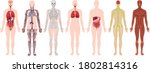 Set of human body and anatomy illustration