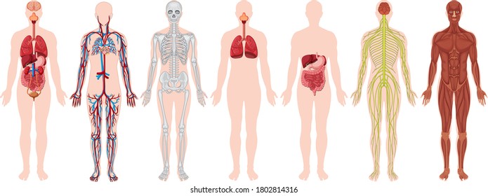 Set human body   anatomy illustration