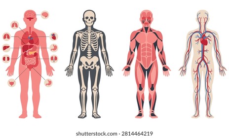 Set of human body anatomy illustrations showing skeletal system, muscular system, circulatory system and internal organs.