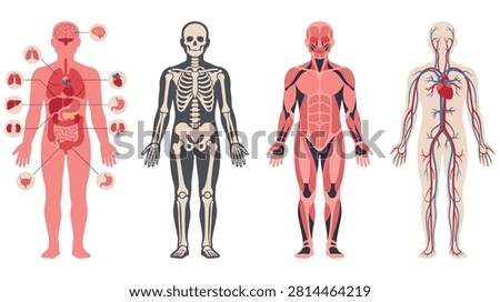 Set of human body anatomy illustrations showing skeletal system, muscular system, circulatory system and internal organs.