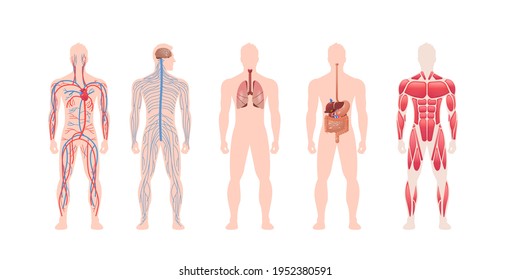 Aufbau des inneren Organsystems des menschlichen Körpers zirkulierende Nervenmuskelstruktur Anatomie Physiologie Vorderansicht volle Länge horizontale