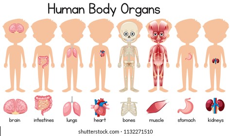 A set of human body organs illustration