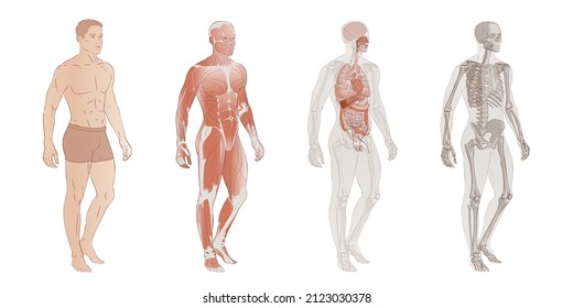 Set of Human Body Systems: Muscular, Skeletal systems, Internal organs and parts. Educative anatomy flashcards poster vector illustration. Full-length isolated image diagram of man male on white backg