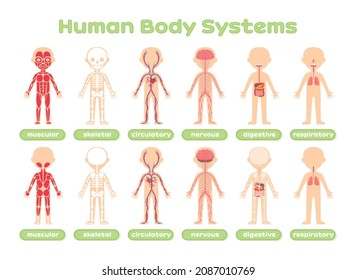 Set Of Human Body Systems. Template. Muscular Skeletal Circulatory Nervous Digestive And Respiratory. Front Back View. Lesson Anatomy. Education With Kids. Poster For Medical Childrens Design. Vector.