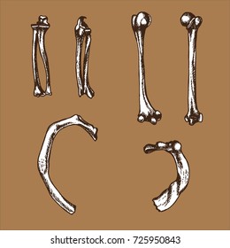 Set of a human bones elements. Hand drawn vector illustration for your gothic, medical or other designs.