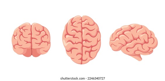 A set of human brains on a white background.
