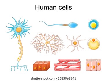 Set of Human cells. Vector illustration