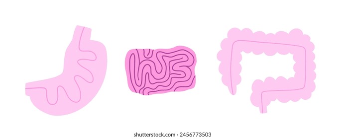 Set of human digestive organs with large intestine, small intestine and stomach. Vector illustration in flat style.