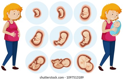 A Set of Human Embryo Development illustration