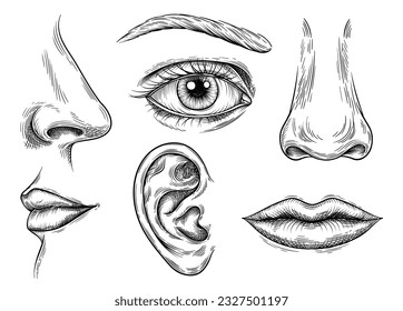 Set von menschlichen Gesichtsteilen. menschliche Anatomie Organe von Geruch und Geschmack, Hören und Sehen. Skizze mit Augen, Lippen und Mund, Nase und Ohr. Lineare, flache Vektorgrafik, einzeln auf weißem Hintergrund