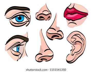 Set of human face parts. Eyes, nose, mouth, ear. Vector illustration. Isolated on white.