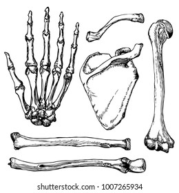 Set human hand bones