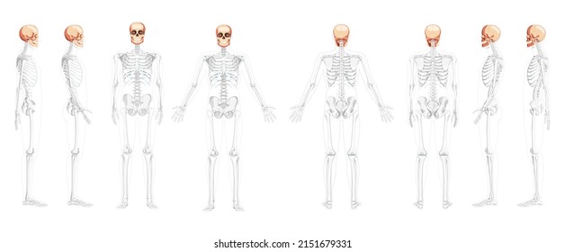 Set of Human head Skull Skeleton front back side view with open side hands partly transparent body position. Human model Anatomically correct. Chump realistic flat natural color Vector illustration