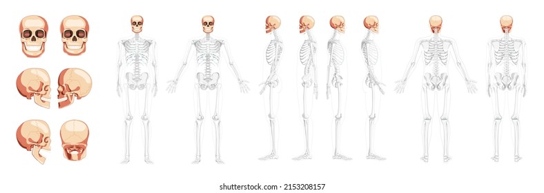 Set of Human head Skull Skeleton front back side view with open side hands partly transparent body position. Chump realistic flat natural color concept Vector illustration isolated on white background