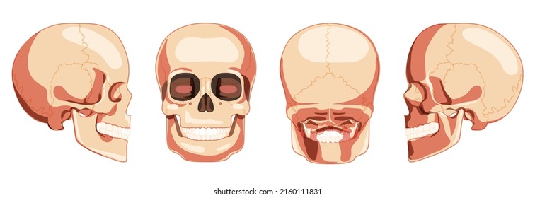 Set of Human head Skull Skeleton front back side view. Anatomically correct jaws model with teeth row. 3D realistic flat natural color concept. Vector illustration isolated on white background