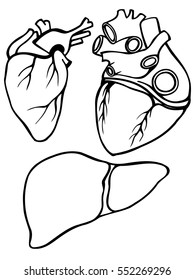 A set of human hearts and liver. Vector illustration