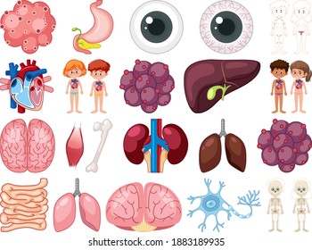 Set of human inner organs isolated on white background illustration