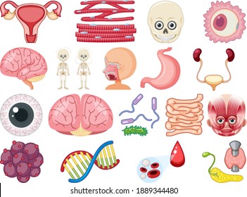 Set of human inner organs isolated on white background illustration