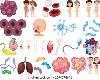 Conjunto de órganos internos humanos aislados en la ilustración de fondo blanco