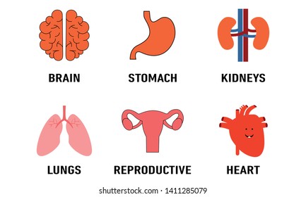 Set of human internal organ logo