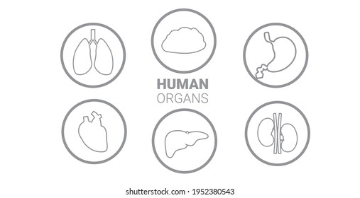 establecer órganos internos humanos anatómicos de estómago riñones de hígado pulmones de corazón iconos de la colección anatomía de la sanidad concepto médico horizontal