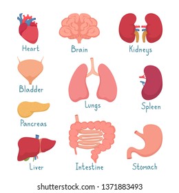 Set of human internal organs. Cartoon icons isolated on white background, illustration.