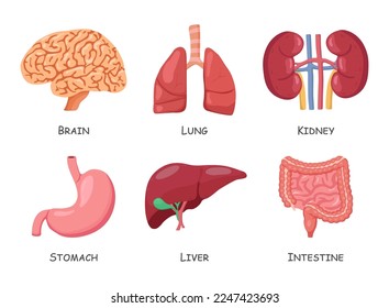 Conjunto de órganos internos humanos. Diseño de dibujos animados. Aislado. Vector.