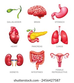 Set von menschlichen inneren Organen. Gallenblase, Gehirn, Magen, Herz, Bauchspeicheldrüse, Lunge, Nieren, Darm und weibliche Fortpflanzungsorgane. Vektorillustration