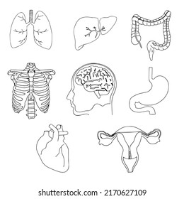 Set of Human internal organs. Hand drawn doodle sketch on a white background Vector illustration eps10.