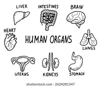 Set of human internal organs. Hand drawn doodle illustration. Medical anatomy. Brain, lungs, intestines, kidneys, stomach, liver, heart, uterus. Vector line art group of elements.