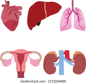 A set of human internal organs, heart, liver, lungs, female reproductive system, kidneys, in a flat style.