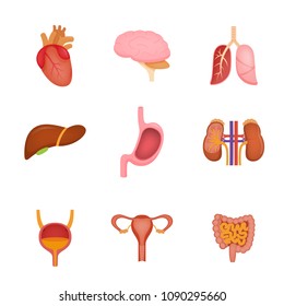 Set of human internal organs including brain, heart, liver, spleen, kidneys, reproductive system, urinary - isolated vector illustration