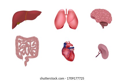 Conjunto de órganos internos humanos incluyendo hígado, pulmones, cerebro, intestinos, corazón, bazo. Ciencias médicas, anatomía.
