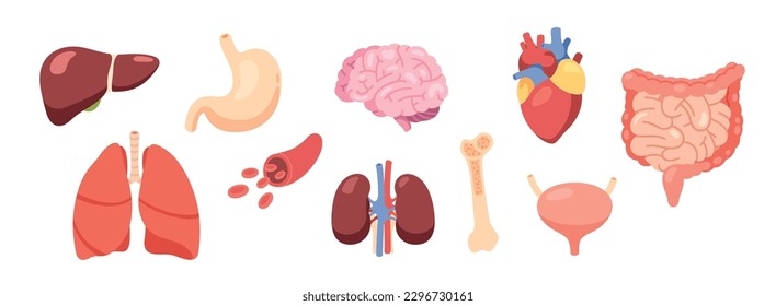 Set of human internal organs including brain, heart, liver, kidneys, bone, bladder, stomach, artery, intestines. Design element for medicine, biology, education. Flat style vector illustration.