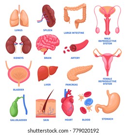 Set of human internal organs including brain, heart, liver, spleen, kidneys, reproductive system, skin isolated vector illustration 