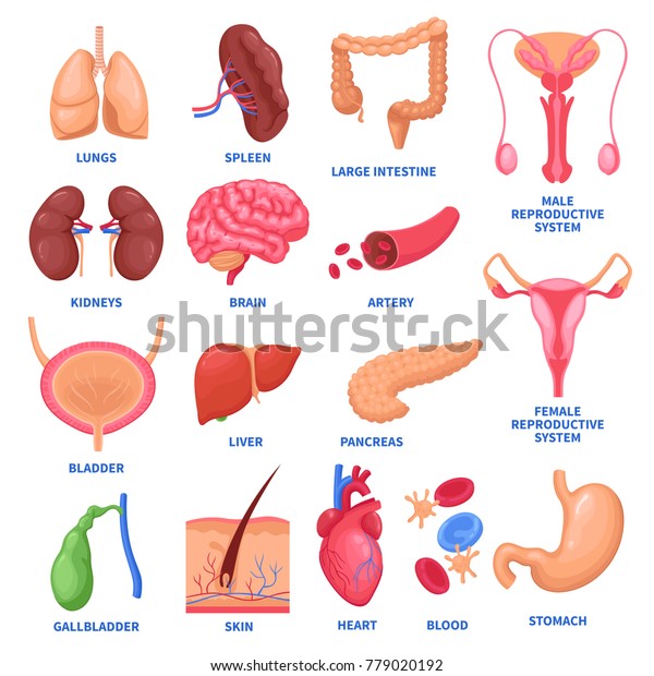 Set of human internal organs including brain, heart,\
liver, spleen, kidneys, reproductive system, skin isolated vector\
illustration 