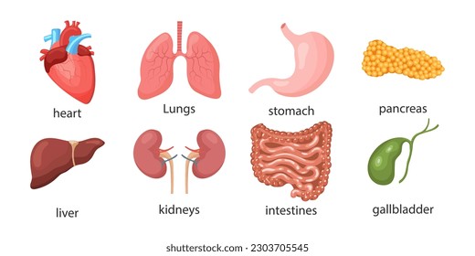 Set of human internal organs. Lungs, heart, liver, kidneys, stomach, pancreas, gallbladder, intestines. Medicine concept. Digestive, respiratory, cardiological, urological anatomy icons.