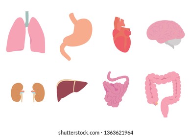 Set of human internal organs on a white background. Illustration.