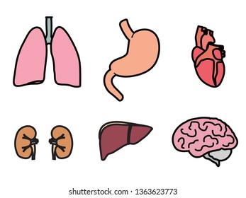 Set of human internal organs on a white background. Illustration. 