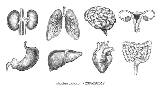 Set von menschlichen inneren Organen. Gehirn, Herz, Lunge, Magen, Nieren, Leber, Bauch. Weibliches Fortpflanzungssystem. Anatomische Illustrationen einzeln auf weißem Hintergrund. Anatomie