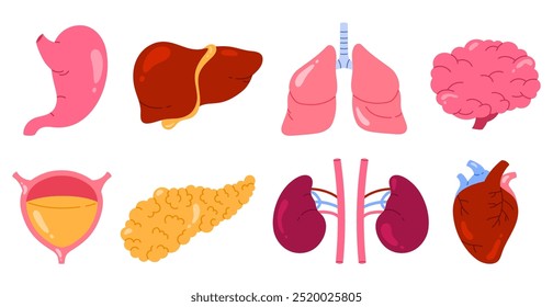 Conjunto de órganos internos humanos. Estómago, hígado, pulmones, cerebro, vejiga, páncreas, riñones, corazón. Concepto de anatomía corporal, biología y medicina. Ilustración vectorial aislada en estilo de dibujos animados