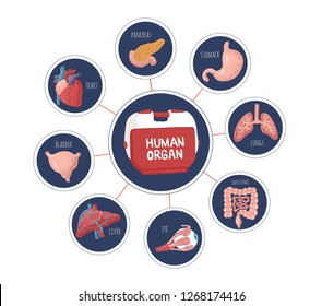 Set of human internal organs for surgeries and transplantation: heart, liver, kidney, uterus, bladder, pancreas; eye, intestines, stomach and 
carrying bag. Isolated vector illustration.