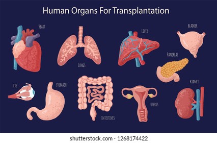 Set of human internal organs for surgeries and transplantation. Including heart, liver, kidney, uterus, bladder, pancreas; eye, intestines, stomach. Isolated vector illustration, colourful design.