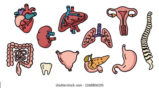 Set of human internal organs for surgeries and transplantation. Including heart, liver, kidney, uterus, bladder, pancreas; eye, intestines, stomach. Isolated vector illustration, colourful design.