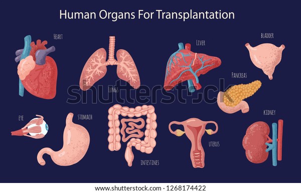 手術や移植のための人間の臓器のセット 心臓 肝臓 腎臓 子宮 膀胱 膵臓を含む 目 腸 胃 分離型ベクターイラスト カラフルなデザイン のベクター画像素材 ロイヤリティフリー