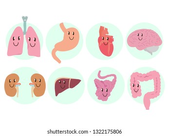 A set of human internal organs. Vector illustration.